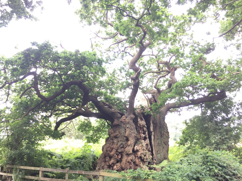 Calke Abbey's 1000 year old tree