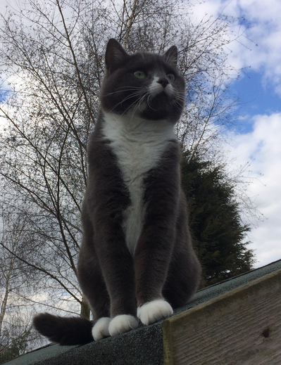 Puddin on the shed roof